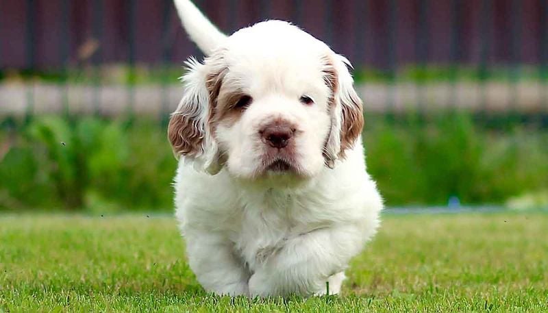 The Duke's Hunting Companion: Clumber Spaniel