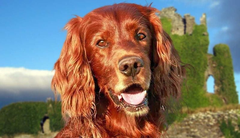 Irish Setter: Flame-Haired Enthusiasm