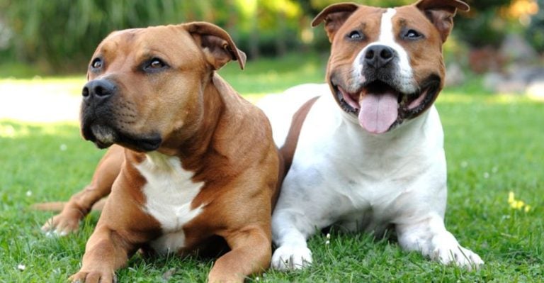 Can You Tell These 17 Dog Breeds Apart? Most People Can’t