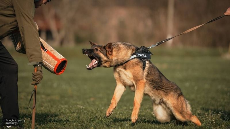 Excellent Guard Dogs