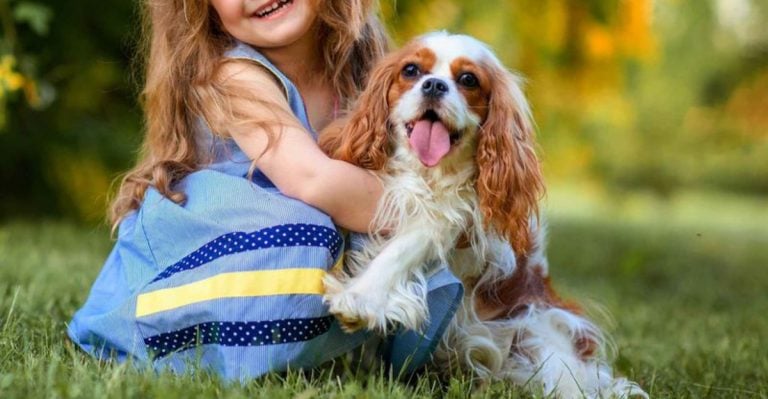 Cavalier King Charles Spaniel: 6 Reasons to Love Them (and 6 to Think Twice)