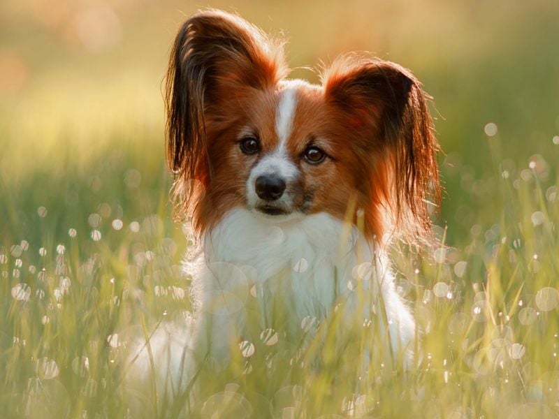 Papillon: The Pocket-Sized Prodigy