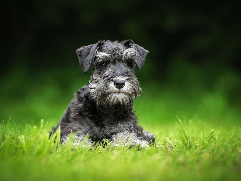 Schnauzer (All Sizes)