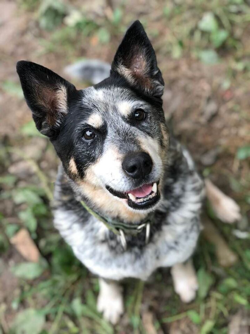 Australian Cattle Dog
