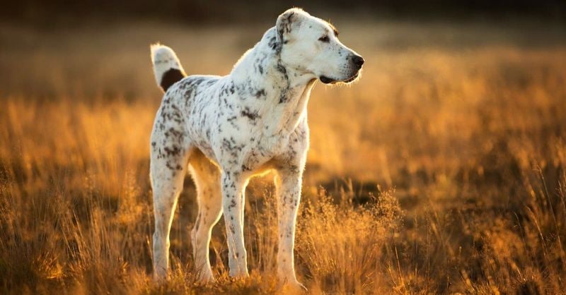 Alabai (Central Asian Shepherd)