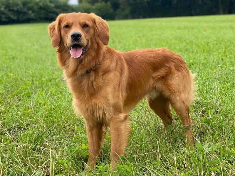 Golden Retriever: Heart Of Gold