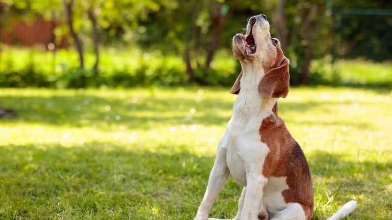 Beagle