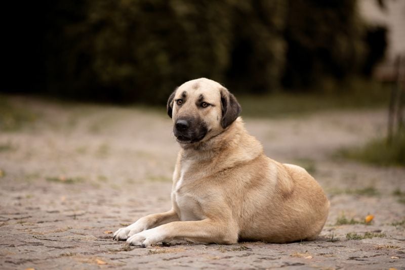 Kangal: The Turkish Treasure
