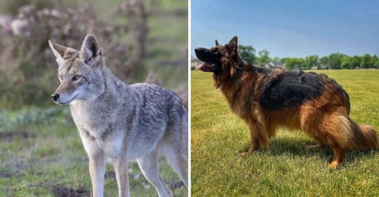 Coyote vs. Dog: 7 Major Differences You Should Know