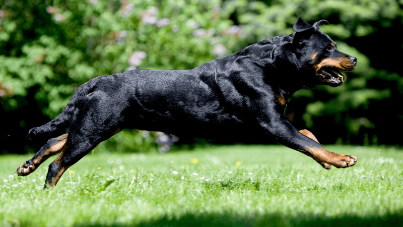 Athletic and Energetic