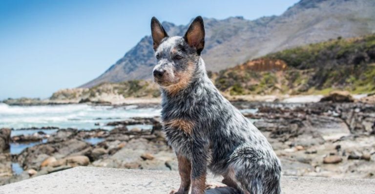 Cute but Complicated: 16 Dog Breeds That Aren’t for Everyone