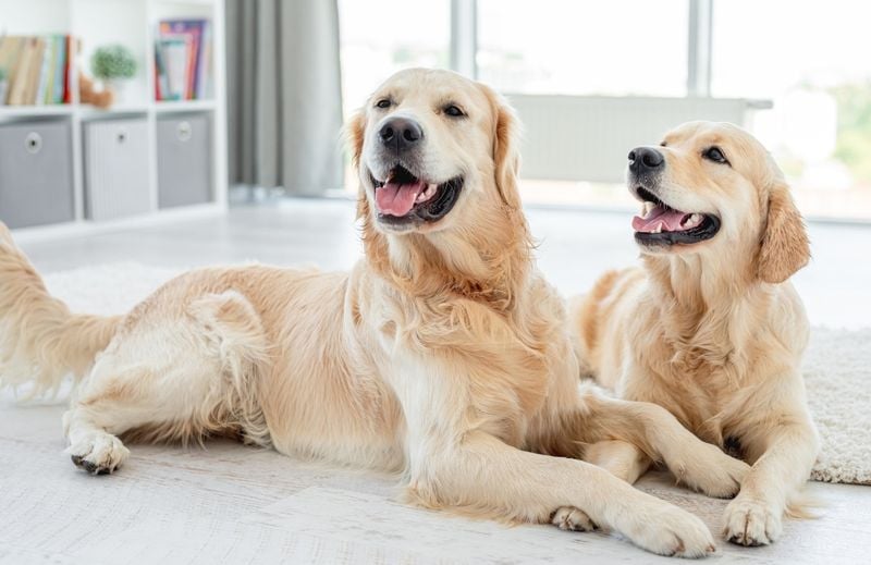 Golden Retriever