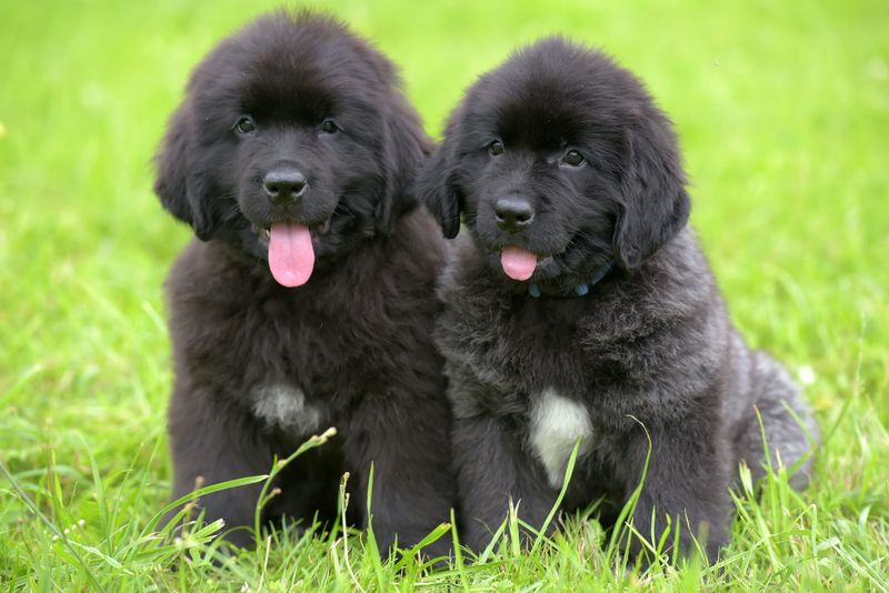 Newfoundland