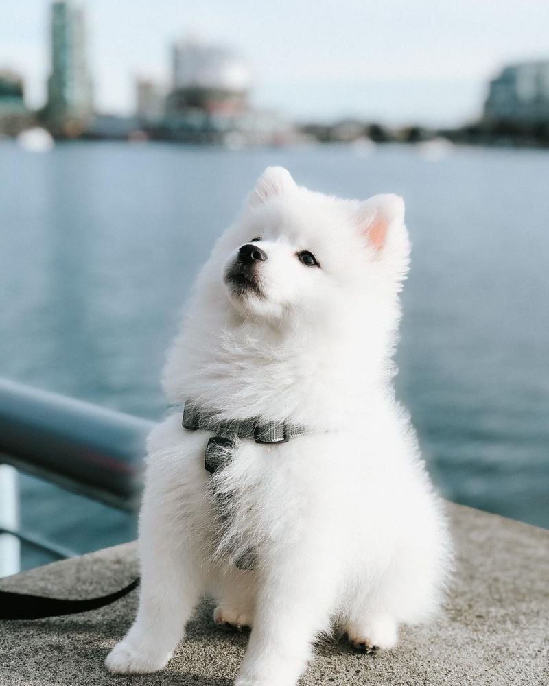 American Eskimo Dog: The Fluffy White Showstopper