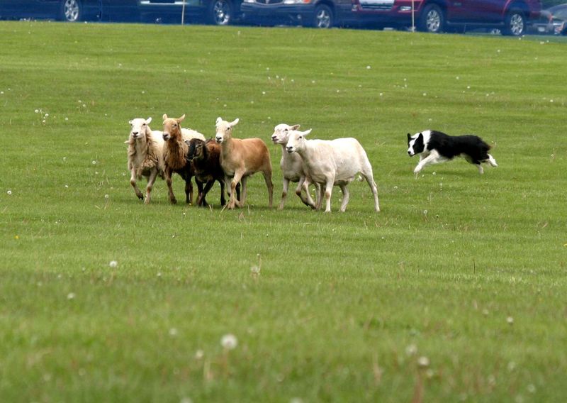 Border Collie