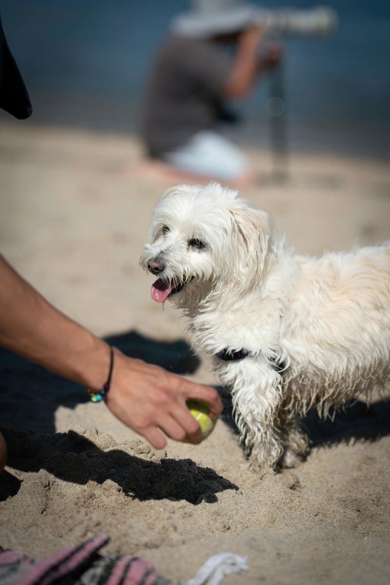 Maltese