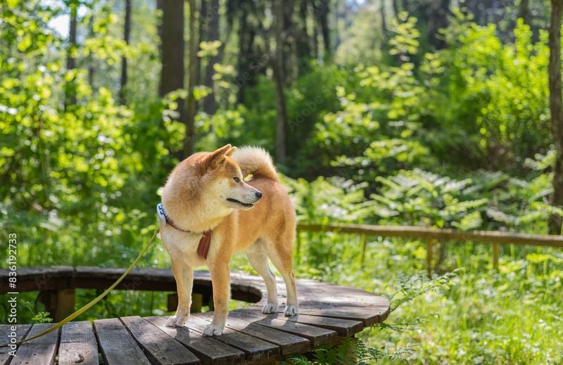 Shiba Inu