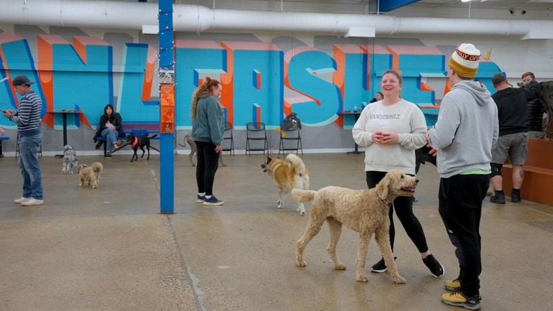 Navigate Dog Parks with Courtesy and Awareness