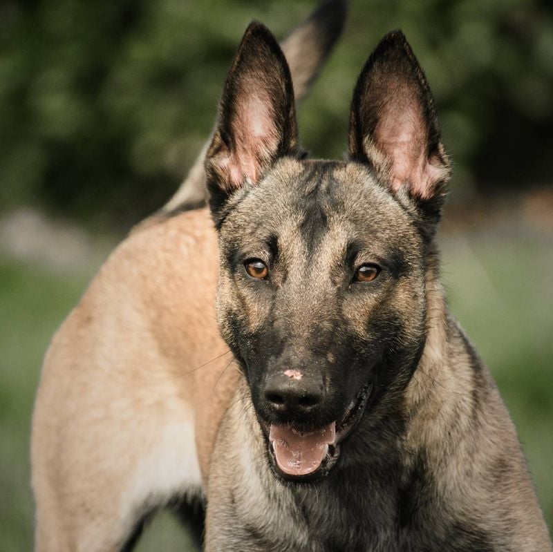 Belgian Malinois
