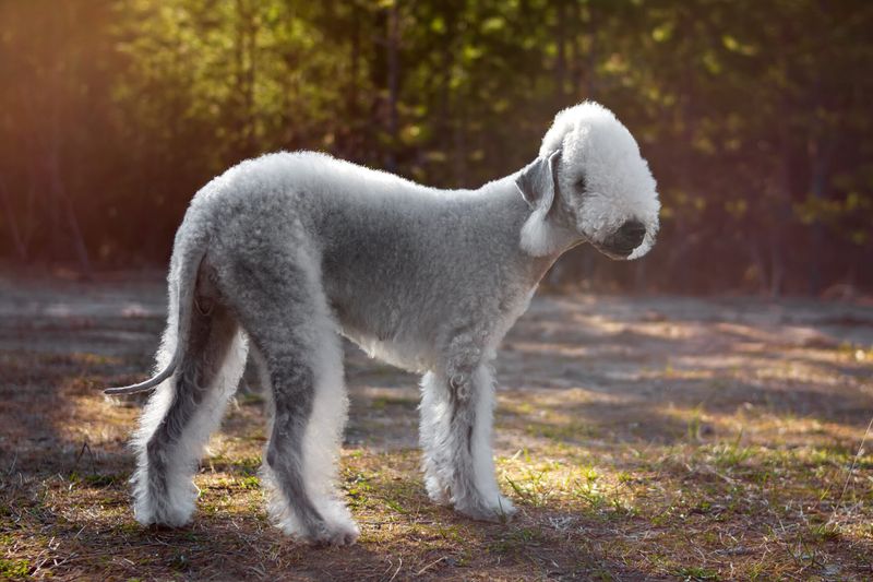 Bedlington Terrier: The Lamb in Wolf's Clothing