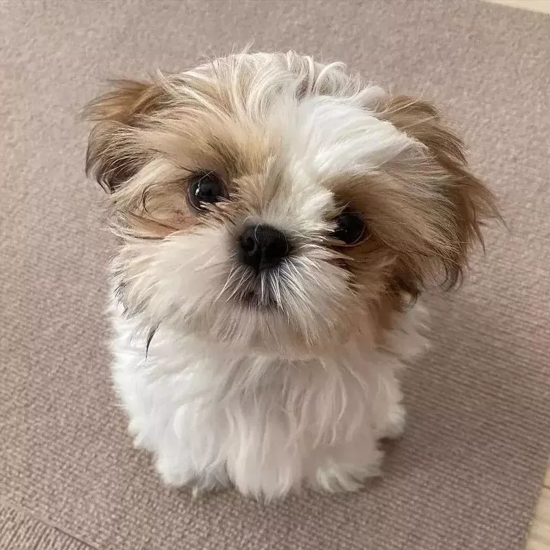 Shih Tzu: The Imperial Lap Warmer