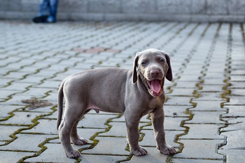 Weimaraner: The Velcro Dog with Velocity