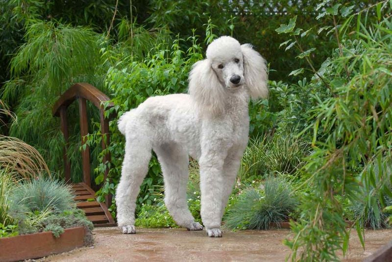 Poodle: The Elegant Love Bug