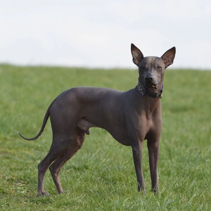 Peruvian Inca Orchid: The Elegant Hairless