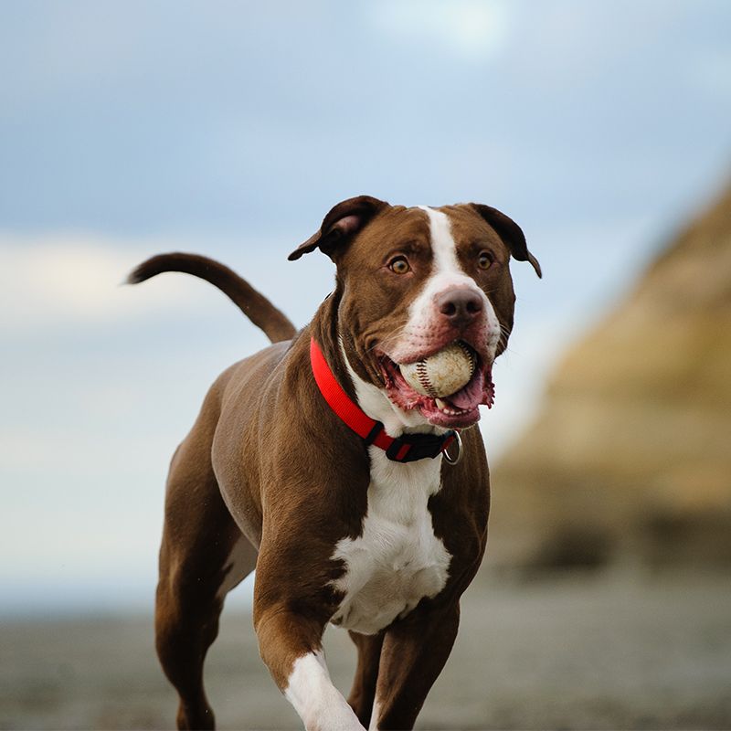 American Pit Bull Terrier