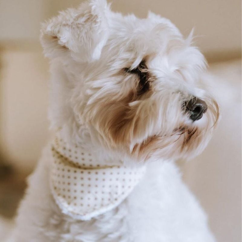 Maltese