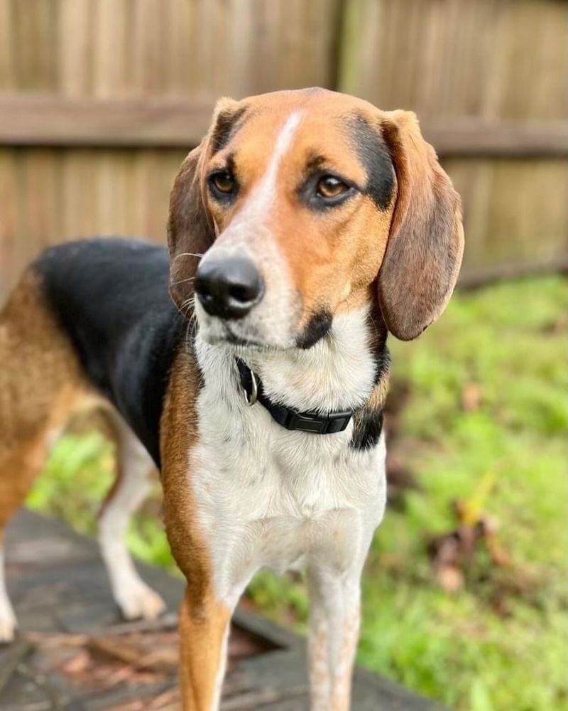 Coonhound's Hunting Heritage Smell