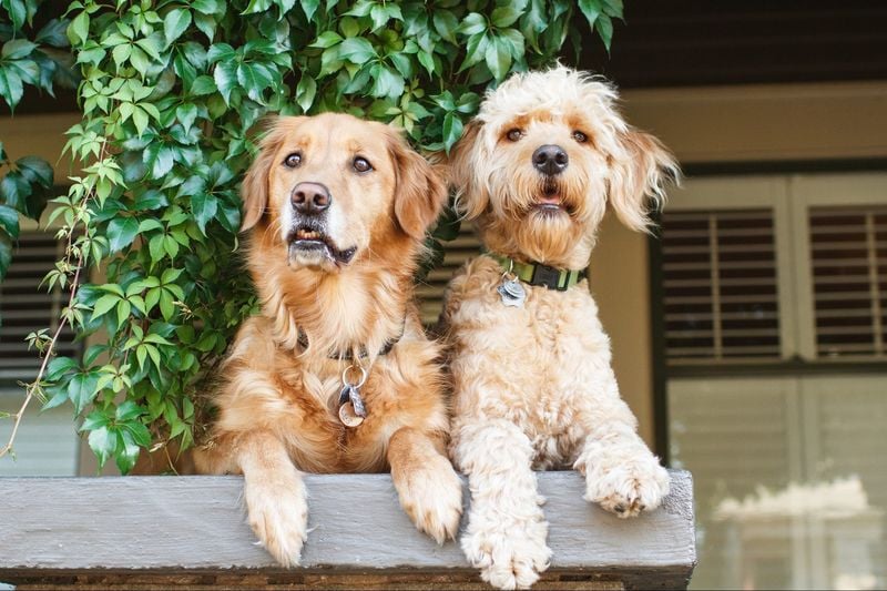 Mutts Are Always Easier Than Purebreds