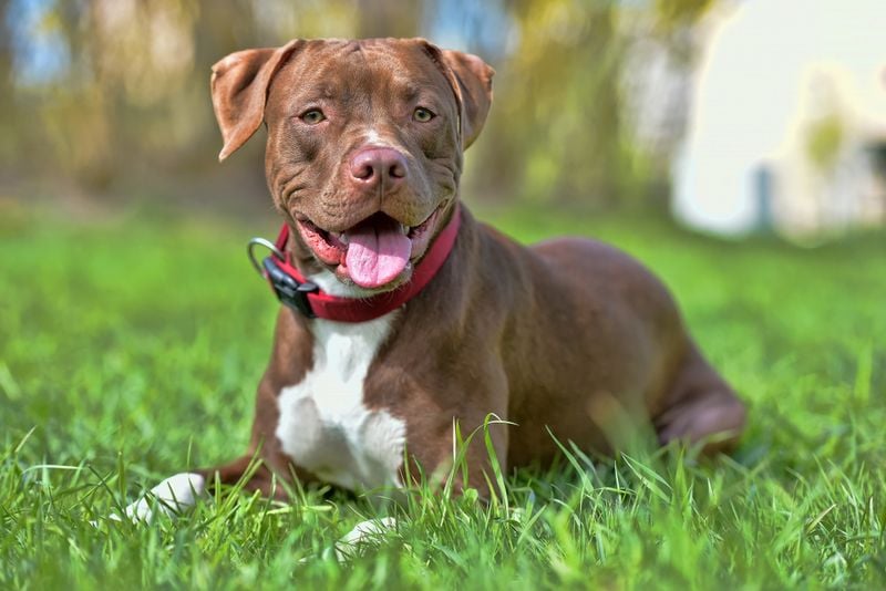 Pit Bulls: Misunderstood Emotional Powerhouses