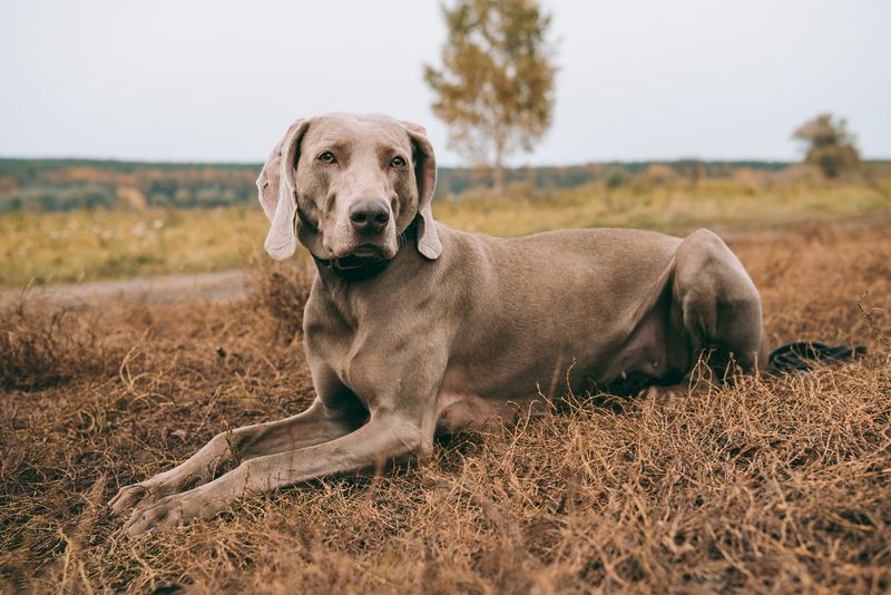 Weimaraner: Too Smart For Their Own Good