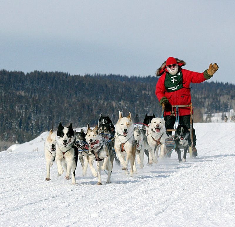 Siberian Husky