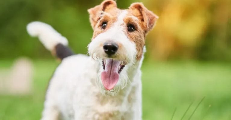 Dog Trainers Say These 18 Breeds Are the Hardest to Raise