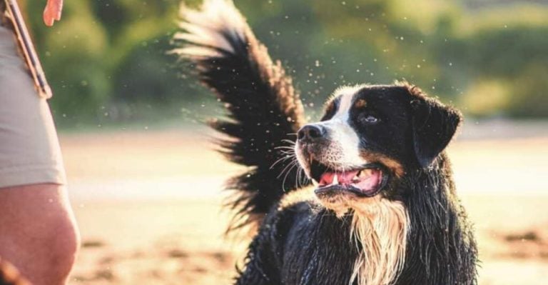 Dogs Wag Their Tails for Eight Totally Different Reasons and Only One Means They’re Happy