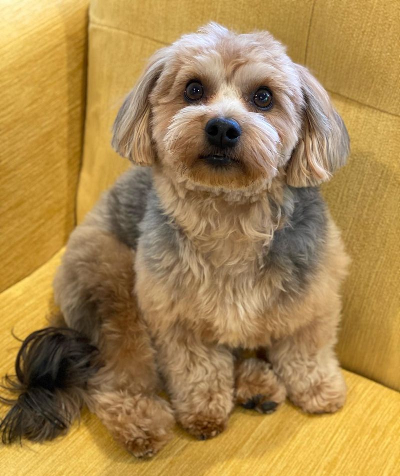Yorkipoo: The Tiny Treasures