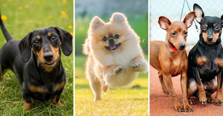 Don’t Let Their Size Fool You—These 17 Tiny Dogs Come with Big Personalities