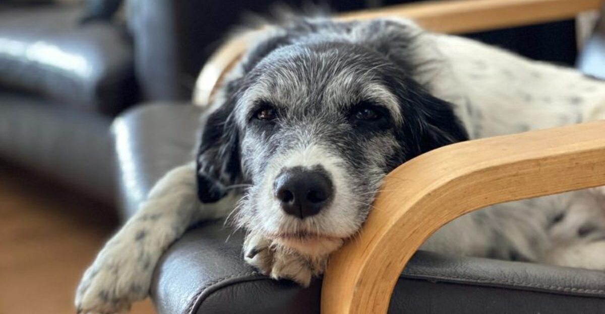 Don't Miss These 13 Early Signs of Dementia in Dogs - Signs Of Dementia In Dogs Grazing
