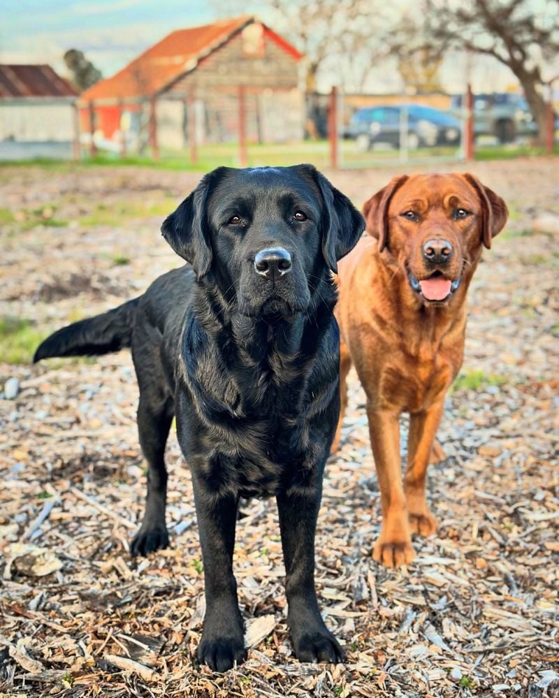 Labrador Retrievers