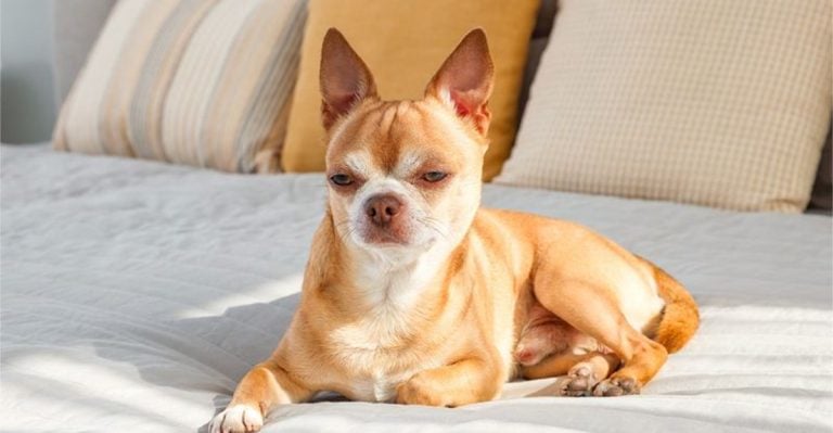 Drama Kings and Queens: 17 Dog Breeds That Deserve an Oscar