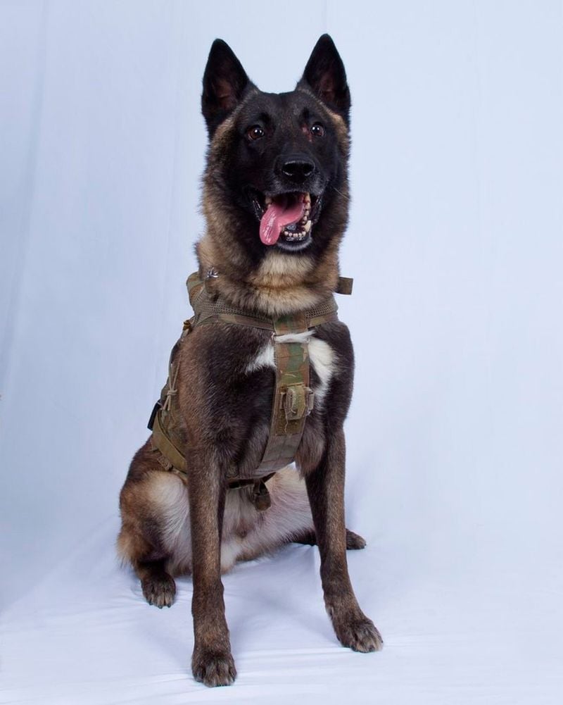 Belgian Malinois: The Tactical Specialist