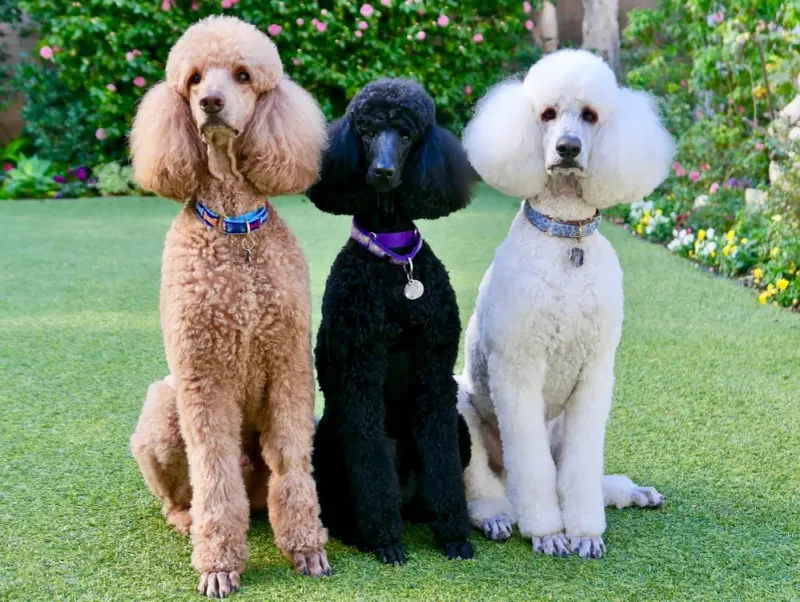 Poodle (All Sizes)
