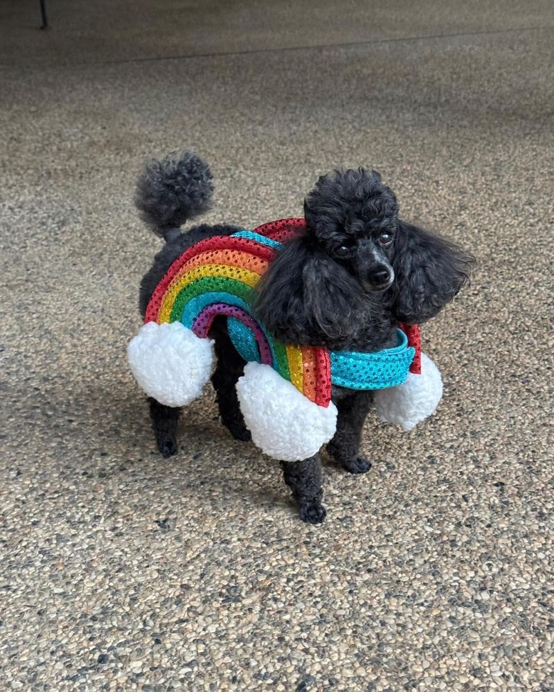 Toy Poodle