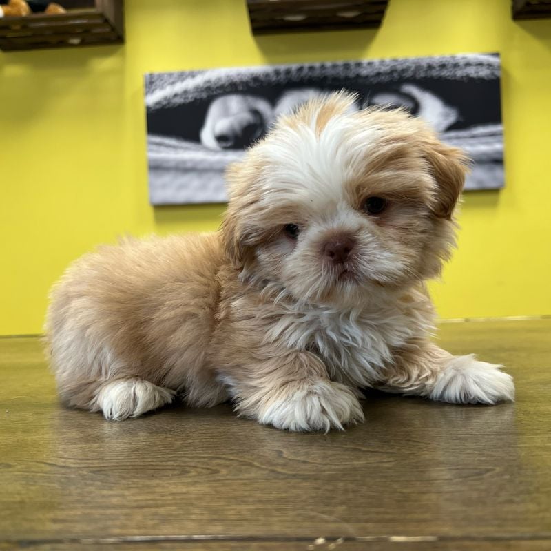 Shih Tzu