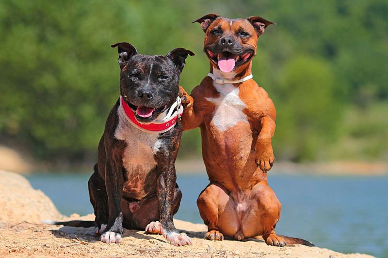 Staffordshire Bull Terrier