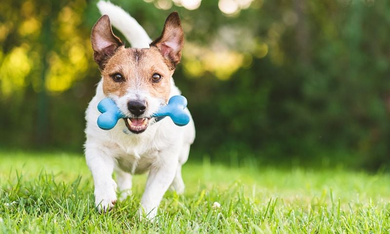 Jack Russell Terrier: The Unstoppable Energy Machine