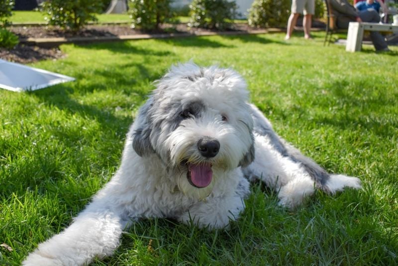 Breed Origins: Old English Sheepdog x Poodle