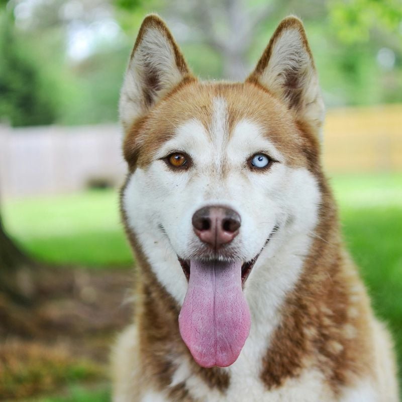 Different Eye Colors Are Common